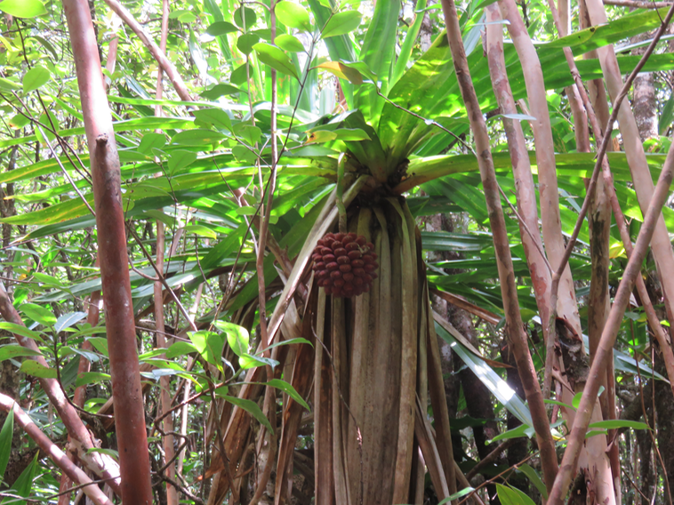 Pandanus purpurascens - Vacoa des hauts - Pandanaceae - Mascar. (B)