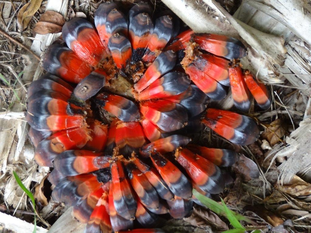 Pandanus purpurascens Fruit