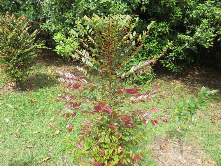 Phyllanthus consanguineus -  Bois de jolie fille . Bois de négresse . Faux bois de demoiselle - euphorbiaceae  - Endémique de la Réunion