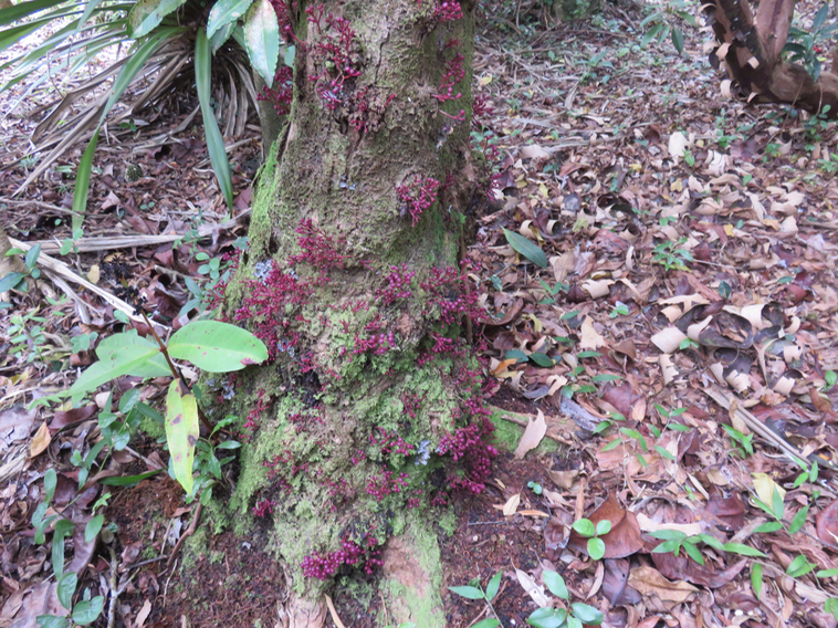 Syzygium cordemoyi - Bois de pomme à grandes feuilles - Myrtacée - B