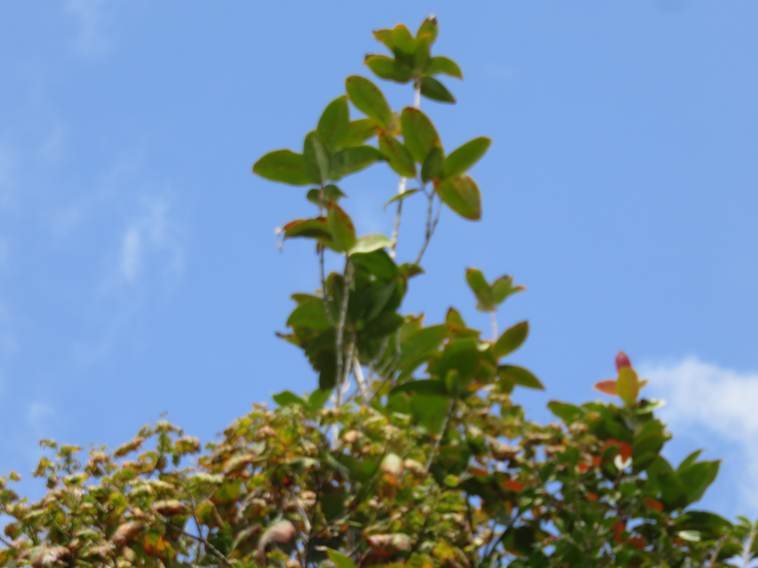 ??? Syzygium cordemoyi - Bois de pomme à grandes feuilles - Myrtacée - B