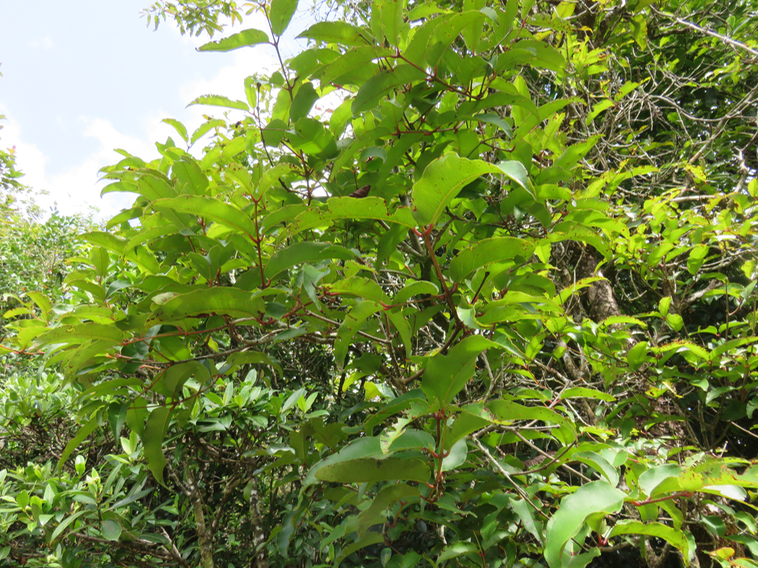 ??? Syzygium cymosum - Bois de pomme rouge - Myrtacée - B