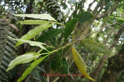 Takamaka- Calophyllum tacamahaca - Clusiacée- BM