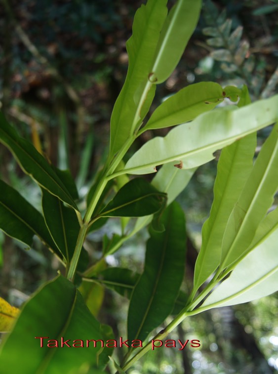 Takamaka pays- Calophyllum tacamahaca - Clusiacée- BM