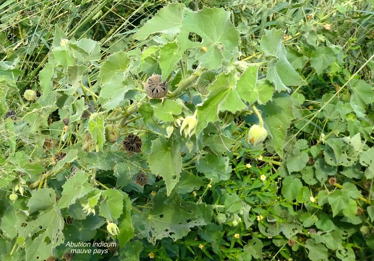 Abutilon indicum.mauve pays.malvaceae.espèce envahissante .P1013718