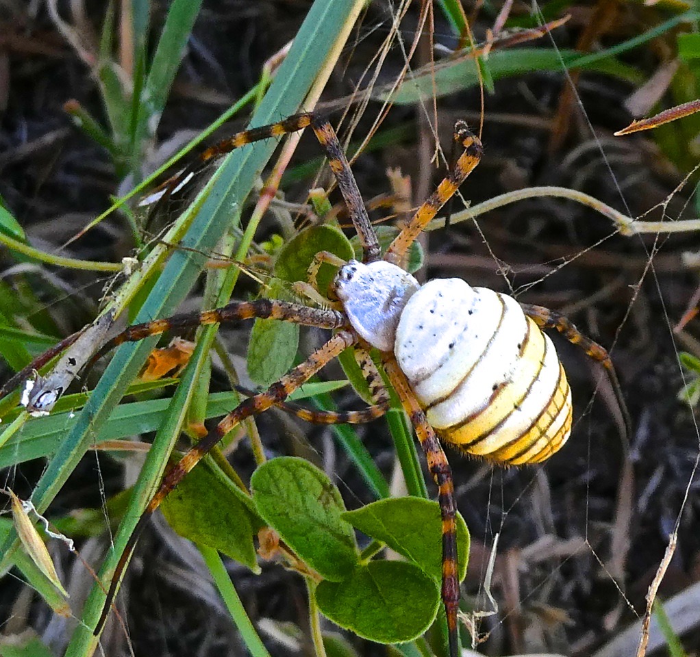 Araignée Argiope trifasciata. Argiope à bandes. face dorsale .araneidae.P1014024