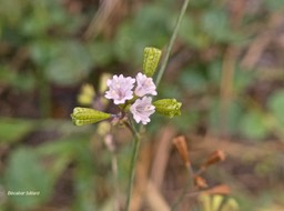 Boerhavia diffusa ? bécabar bâtard. nyctaginaceae.espèce envahissante.P1013677