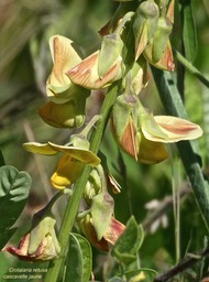 Crotalaria retusa.cascavelle jaune.fabaceae.espèce envahissante.P1013799