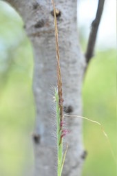 Heteropogon contortus - Herbe polisson - POACEAE - Indigène Réunion 