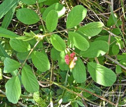Indigofera hirsuta.indigotier hirsute.fabaceae.espèce envahissante. P1013832