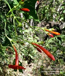 Ipomoea hederifolia.goutte de sang.ipmée à feuilles de lierre .convolvulaceae.espèce envahissante .P1014092