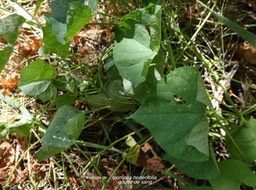 Ipomoea hederifolia.goutte de sang. Ipomée à feuilles de lierre.(feuillage ) convolvulaceae.espèce envahissante.P1014108