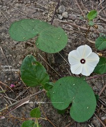 Ipomoea obscura. ipomée obscure .( fleur et feuilles en forme de coeur )convolvulaceae. espèce envahissante.P1013681