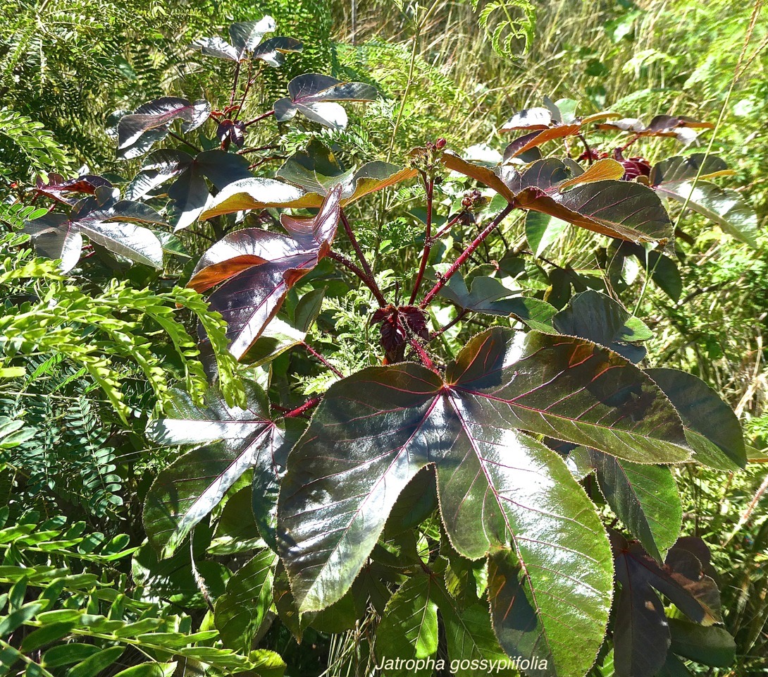 Jatropha gossypiifolia.médicinier rouge.faux ricin.euphorbiaceae.espèce envahissante.P1013821