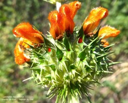 Leonotis nepetifolia.oreille de lion.monte au ciel. (inflorescence )lamiaceae.espèce envahissante .P1013610