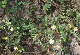 Malvastrum coromandelianum. herbe dure.malvaceae.P1013684
