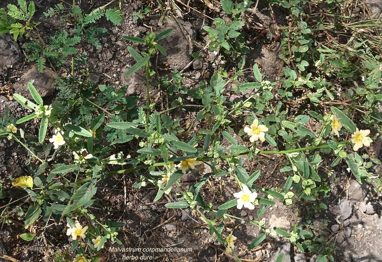 Malvastrum coromandelianum. herbe dure.malvaceae.P1013684