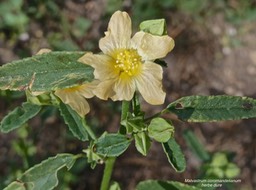 Malvastrum coromandelianum.herbe dure. malvaceae. P1013685