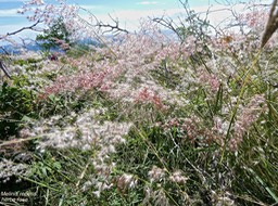 Melinis repens.herbe rose.poaceae.espèce envahissante .P1013937