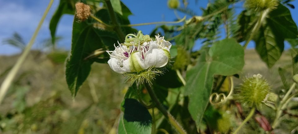 Passiflora foetida - Poc-poc - PASSIFLORACEAE - EE