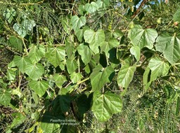 Passiflora foetida .liane poc poc .poc poc .passifloraceae. espèce envahissante.P1013600