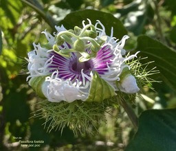 Passiflora foetida.liane poc poc.( fleur )passifloraceae.espèce envahissante.P1013582