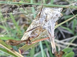 proie de l'araignée Argiope trifasciata;P1014040