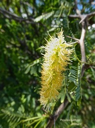Prosopis juliflora.Zépinard. épinard.fabaceae.espèce envahissante.P1013912