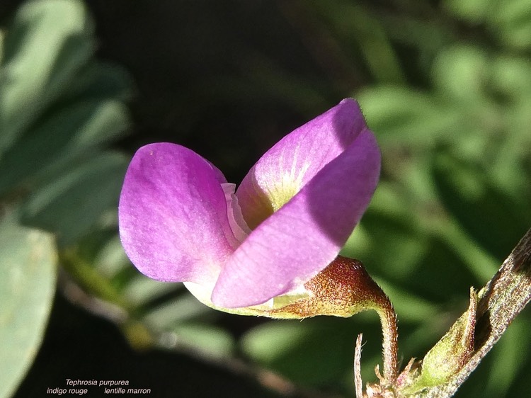 Tephrosia purpurea.indigo rouge.lentille marron.fabaceae.P1013671