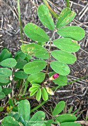 Tephrosia purpurea.lentille marron .indigo rouge.fabaceae.P1013661