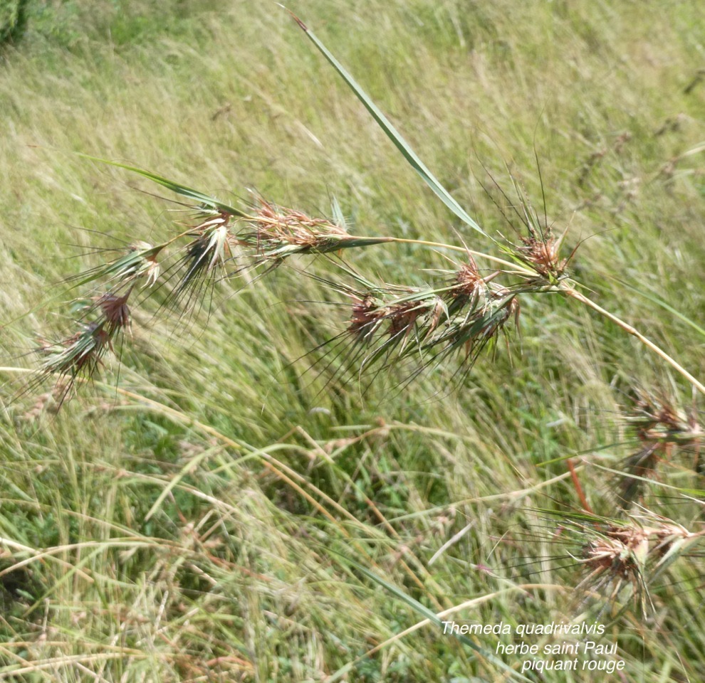 Themeda quadrivalvis .herbe saint Paul.piquant rouge.poaceae.P1013883