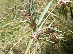 Themeda quadrivalvis.herbe saint Paul.piquant rouge. poaceae.P1013874