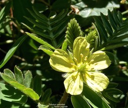 Tribulus cistoides.herbe pagode.zygophyllaceae.espèce envahissante.P1013576