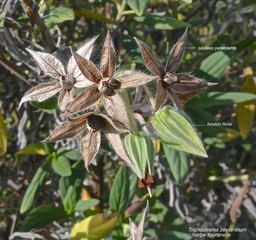Trichodesma zeylanicum .herbe tourterelle.( fruits et boutons floraux )boraginaceae.espèce envahissante .P1013656