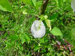 21. Clitoria ternatea - Liane madame - Fabaceae IMG_2572.JPG