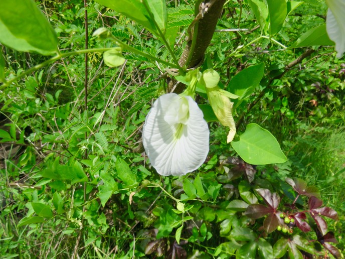 21. Clitoria ternatea - Liane madame - Fabaceae IMG_2572.JPG