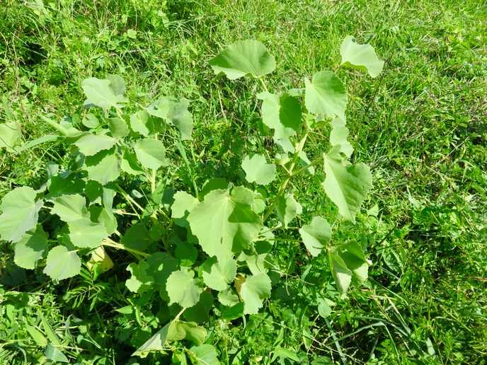 4. Abutilon indicum - Mauve du pays - Malvaceae - Exotique