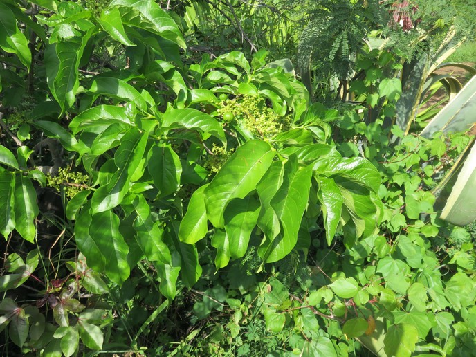 7. Vangueria madagascariensis - Vavangue - Rubiaceae -exotique (Mada., Afrique)