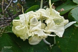 Argyreia nervosa.liane d'argent.(bractées blanches autour des bourgeons floraux.).convolvulaceae.P1025787