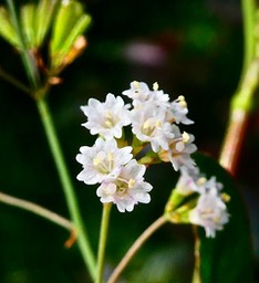 Boerhavia coccinea. bécabar bâtard .( inflorescence ) nyctaginaceae.espèce envahissante .P1025666
