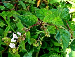Boerhavia coccinea .bécabar bâtard.nyctaginaceae.espèce envahissante.P1025437