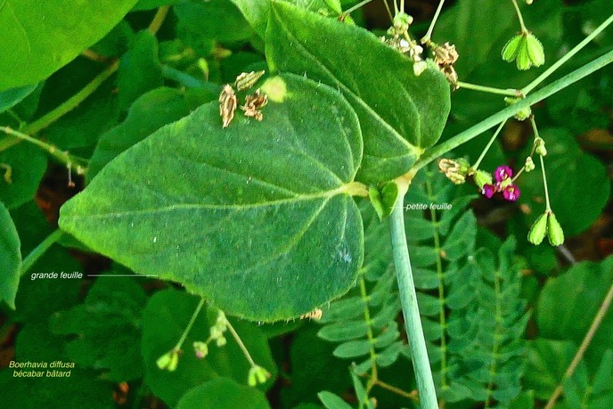 Boerhavia diffusa. bécabar bâtard. ( grande feuille opposée à une petite feuille )nyctaginaceae. espèce envahissante .P1025475