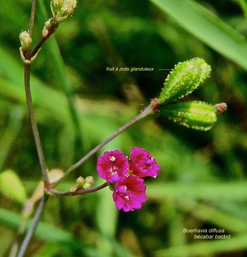 Boerhavia diffusa .bécabar bâtard.( fruits avec poils glanduleux ) nyctaginaceae.espèce envahissante.P1025589