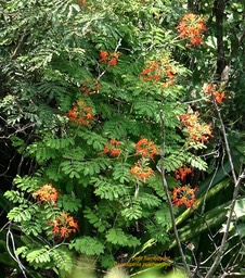 Caesalpinia pulcherrima .petit flamboyant.flamboyant nain.fabaceae.P1025728