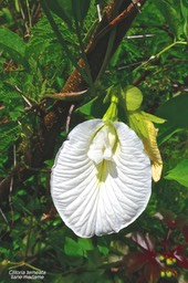 Clitoria ternatea. liane madame.( variété à fleurs blanches) .fabaceae.P1025676