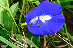 Clitoria terneata .liane madame. pois bleu. fabaceae P1025794