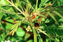 Coccinelle noire sur Desmanthus virgatus .( petit mimosa )P1025605