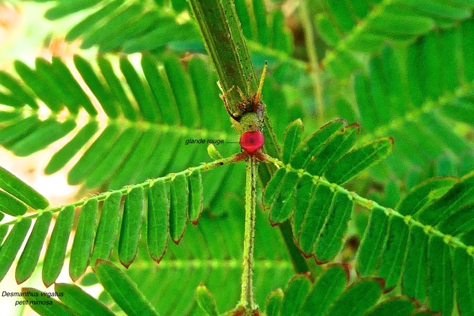 Desmanthus virgatus.petit mimosa .(glande rouge à la base des feuilles ) fabaceae.espèce envahissante.P1025478