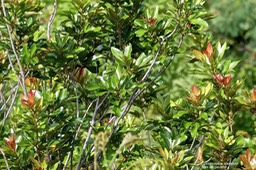 Doratoxylon apetalum. bois de gaulette.sapindaceae.indigène Réunion.P1025724