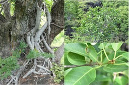 Ficus reflexa - Ficus à petites feuilles - MORACEAE - Indigène Réunion 